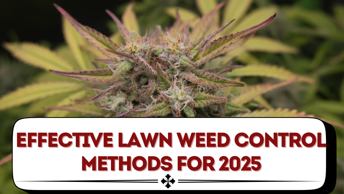 Effective Lawn Weed Control Methods for 2025