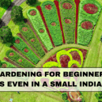 Urban Gardening for Beginners: Grow Greens Even in a Small Indian Flat