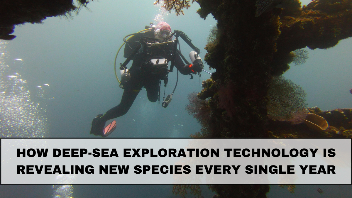 How Deep-Sea Exploration Technology Is Revealing New Species Every Single Year