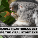 Koalas Handle Heartbreak Better Than Humans? The Viral Story Explained