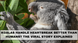 Koalas Handle Heartbreak Better Than Humans? The Viral Story Explained