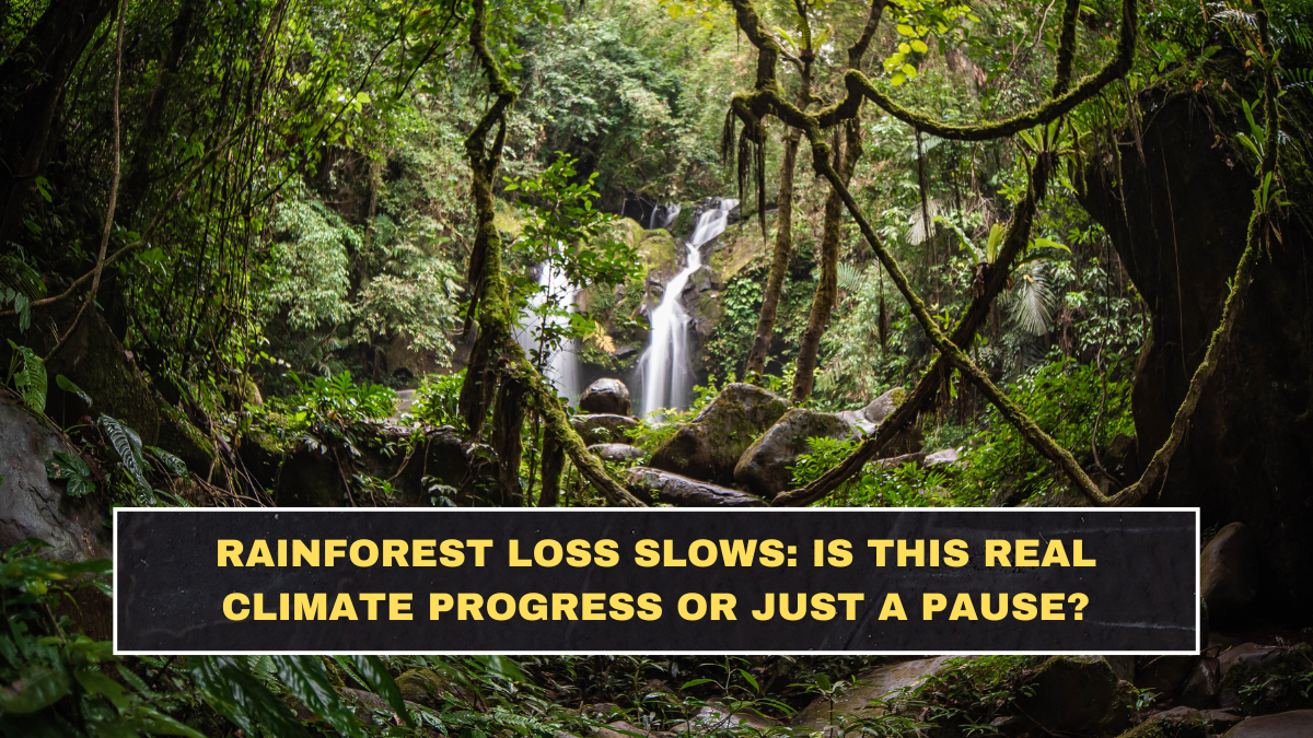 Rainforest Loss Slows: Is This Real Climate Progress or Just a Pause?