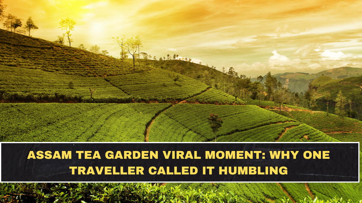Assam Tea Garden Viral Moment: Why One Traveller Called It Humbling